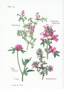 Közönséges mályva, Restharrow, Fumitory, vörös lóhere, 1951 alkotó: Bessie D. Inglis