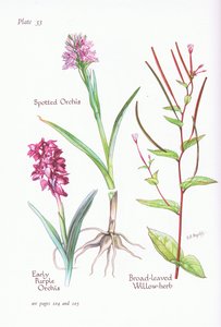 Korai lila orchidea, foltos orchidea, széles levelű fűzfű, 1951 alkotó: Bessie D. Inglis