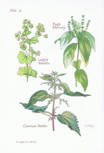 Ladys Mantle, Dogs Mercury, Csalán, 1951