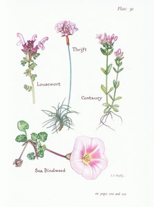 Tetű, Takarék vagy Sea Pink, Centaury, Sea Bindweed, 1951 alkotó: Bessie D. Inglis
