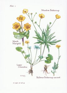 Marsh körömvirág, celandin, réti boglárka, hagymás boglárka, 1951