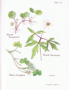 Marsh Pennywort, Erdei kökörcsin, Vízi varjúláb, 1951