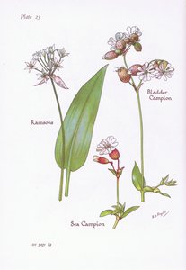 Ramsons, Bladder Campion, Sea Campion, 1951 alkotó: Bessie D. Inglis