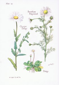 Illattalan Mayweed, Daisy, Ox-Eye Daisy, 1951