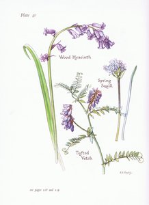 Tavaszi squill, erdei jácint, bojtos bükköny, 1951 alkotó: Bessie D. Inglis