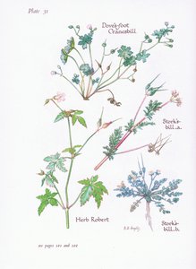 Storks Bill, Doves Foot, Cranesbill, Herb Robert, 1951 alkotó: Bessie D. Inglis