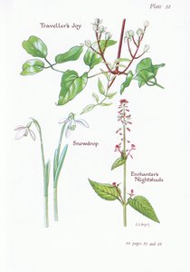 Travellers Joy, Enchanters Nightshade, Hóvirág, 1951