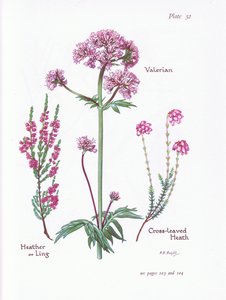 Valerian, Heather vagy Ling, Cross Leaved Heath, 1951 alkotó: Bessie D. Inglis