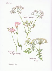 Vad Chevril, Hemlock, Upright Hedge Petrezselyem, 1951 alkotó: Bessie D. Inglis