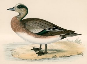 Amerikai Wigeon