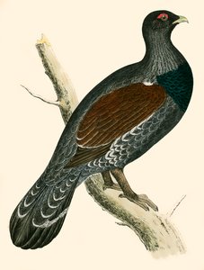 siketfajd alkotó: Beverley R. Morris