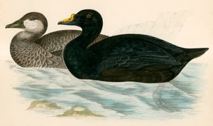 Közönséges Scoter alkotó: Beverley R. Morris