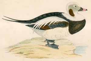Hosszú farkú kacsa alkotó: Beverley R. Morris