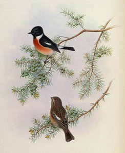 Saxicola maurus indicus, a Juniperus formosanán. Ázsia madaraiból (John Gould), 4. kötet alkotó: BirdsAsiaJohnGoIVGoul_0144.jpg