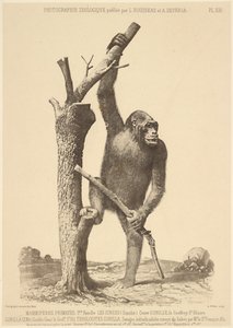 [Gorilla]