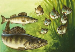 Pike