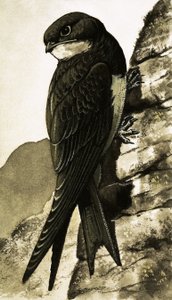 A Swift