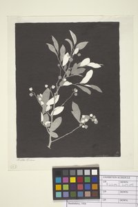 Huckleberry (tinta papíron)