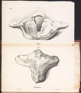 A bálna atlasza és szegycsontja, 1827 Atlasz / Szegycsont (cím a tárgyon)