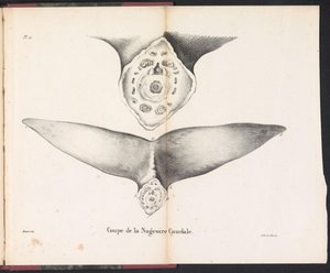 A bálna farokúszójának keresztmetszete, 1827 Coupe de la Nageoire Caudale (cím a tárgyon)