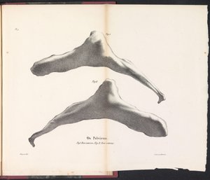 A bálna csípőcsontja, 1827 Os Pelviens (cím az objektumon)