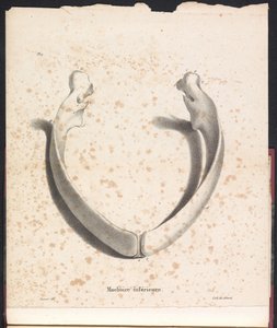 Bálna alsó állkapcsa, 1827 Machoire inferior (cím a tárgyon)