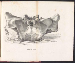Bálnakoponya, 1827 Base du Crane (cím az objektumon)