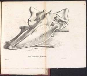 Schedel van de walvis, 1827 A koponya alsó része (cím a tárgyon)