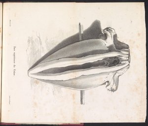 Bálnakoponya, 1827 Face supérieure du Crâne (cím a tárgyon)