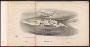 A bálna női nemi szervei, 1827 Vue de la Vulve (cím a tárgyon)
