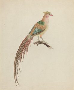Aranyfácán (Chrysolophus pictus)