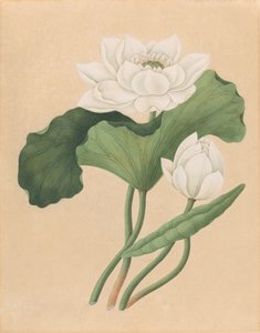 Kelet-indiai lótusz (Nelumbo nucifera)