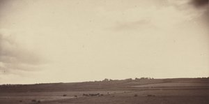 Mezőn tehenekkel,1850-1860-as évek (fotó) alkotó: British Photographer