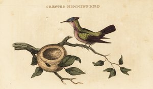 Antillák tarajos kolibri, Orthorhyncus cristatus alkotó: British School