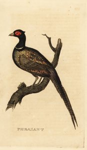 Közönséges fácán, Phasianus colchicus alkotó: British School