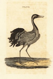 Demoiselle daru, Grus virgo alkotó: British School