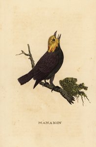 Aranyfejű manakin, Ceratopipra erythrocephala alkotó: British School