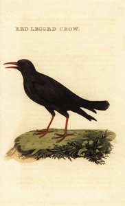 Vöröscsőrű köhögés, Pyrrhocorax pyrrhocorax alkotó: British School