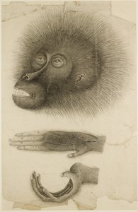 Egy orangután feje és kezei, 1818-30 körül (ceruza és akvarell papíron)