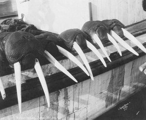 Walrusz agyar, Nome, Alaszka, 1931 körül (fotó) alkotó: Brothers Lomen