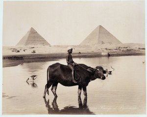 Egy gyermek és egy ökör egy víztömegben Chephren (Khephren) és Kheops (Cheops, Keops, Khoufu, Khufu) a Guizeh (Guiseh, Giza, Giza) piramisok lábánál - a Freres Zangali fényképe, 19. vége század