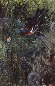 Chaffinch alkotó: Bruno Andreas Liljefors