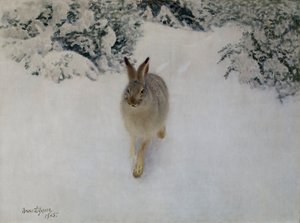 Nyúl télen alkotó: Bruno Andreas Liljefors