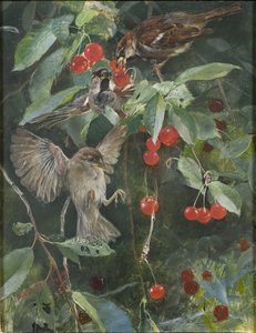 Veréb a cseresznyefában, 1885 alkotó: Bruno Andreas Liljefors