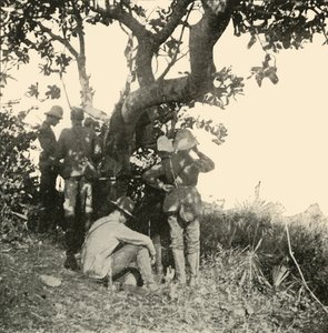 Fa, amelyről Paget kapitány...látta...San Juan csata, spanyol-amerikai háború, 1898. június, 1899. alkotó: Burr McIntosh