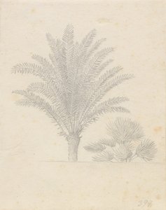 Pálmafa és levél csoport alkotó: Christoffer Wilhelm Eckersberg