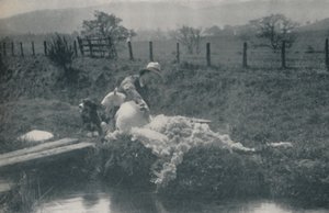 Birkanyírás, 1910 alkotó: C. Reid