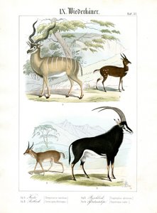  alkotó: C. Roth