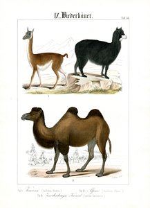  alkotó: C. Roth