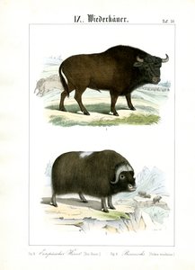  alkotó: C. Roth